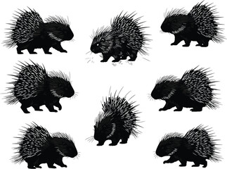 Porcupine cartoon illustration collection, spiky rodent animal vector art, wildlife drawing set, nature clipart design, cute mammal artwork, defensive quills graphics