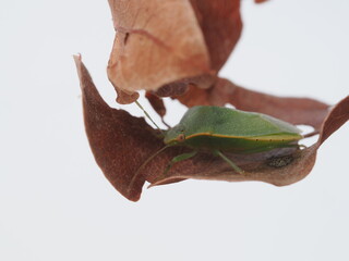 Nezara viridula, conocida como chinche verde, es una plaga agr&iacute;cola pol&iacute;faga que se alimenta de la savia de numerosas plantas y cultivos.