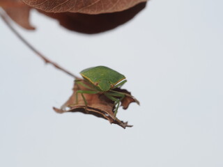 Nezara viridula, conocida como chinche verde, es una plaga agr&iacute;cola pol&iacute;faga que se alimenta de la savia de numerosas plantas y cultivos.