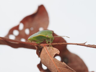 Nezara viridula, conocida como chinche verde, es una plaga agr&iacute;cola pol&iacute;faga que se alimenta de la savia de numerosas plantas y cultivos.