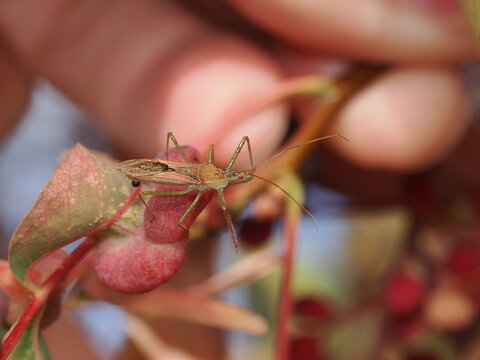 Zelus renardii es una chinche depredadora americana, de cuerpo alargado y patas largas, que captura otros insectos con sus secreciones adhesivas.