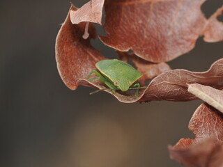 Nezara viridula, conocida como chinche verde, es una plaga agr&iacute;cola pol&iacute;faga que se alimenta de la savia de numerosas plantas y cultivos.