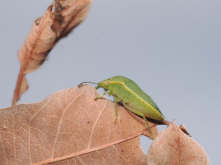 Nezara viridula, conocida como chinche verde, es una plaga agr&iacute;cola pol&iacute;faga que se alimenta de la savia de numerosas plantas y cultivos.