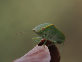 Nezara viridula, conocida como chinche verde, es una plaga agr&iacute;cola pol&iacute;faga que se alimenta de la savia de numerosas plantas y cultivos.