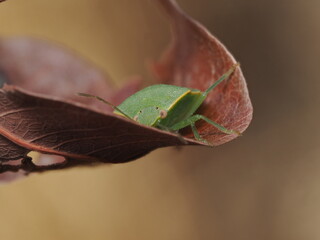 Nezara viridula, conocida como chinche verde, es una plaga agr&iacute;cola pol&iacute;faga que se alimenta de la savia de numerosas plantas y cultivos.