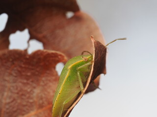Nezara viridula, conocida como chinche verde, es una plaga agr&iacute;cola pol&iacute;faga que se alimenta de la savia de numerosas plantas y cultivos.