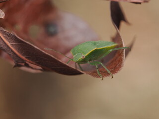 Nezara viridula, conocida como chinche verde, es una plaga agr&iacute;cola pol&iacute;faga que se alimenta de la savia de numerosas plantas y cultivos.