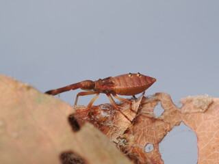 Gonocerus acuteangulatus es una chinche rojiza con manchas oscuras, que se alimenta de savia de &aacute;rboles y arbustos, com&uacute;n en la regi&oacute;n mediterr&aacute;nea.