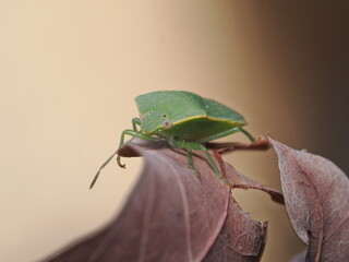 Nezara viridula, conocida como chinche verde, es una plaga agr&iacute;cola pol&iacute;faga que se alimenta de la savia de numerosas plantas y cultivos.