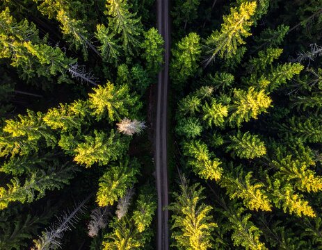 Aerial view of a road through a dense pine forest - Powered by Adobe