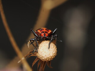 Spilostethus pandurus es una chinche roja y negra, frecuente en zonas c&aacute;lidas, que se alimenta de semillas y a veces act&uacute;a como plaga en cultivos.