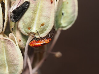 Spilostethus pandurus es una chinche roja y negra, frecuente en zonas c&aacute;lidas, que se alimenta de semillas y a veces act&uacute;a como plaga en cultivos.