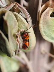 Spilostethus pandurus es una chinche roja y negra, frecuente en zonas c&aacute;lidas, que se alimenta de semillas y a veces act&uacute;a como plaga en cultivos.