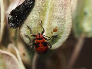 Spilostethus pandurus es una chinche roja y negra, frecuente en zonas c&aacute;lidas, que se alimenta de semillas y a veces act&uacute;a como plaga en cultivos.