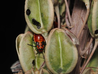 Spilostethus pandurus es una chinche roja y negra, frecuente en zonas c&aacute;lidas, que se alimenta de semillas y a veces act&uacute;a como plaga en cultivos.