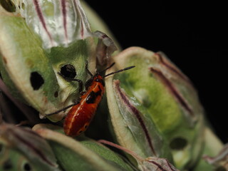 Spilostethus pandurus es una chinche roja y negra, frecuente en zonas c&aacute;lidas, que se alimenta de semillas y a veces act&uacute;a como plaga en cultivos.
