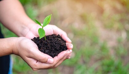 Close-up of hands nurturing a green seedling in sunlight, symbolizing nature care, growth, agriculture, environmental protection, and sustainability.