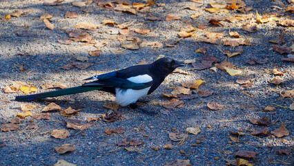 A young magpie on a path with dry autumn leaves