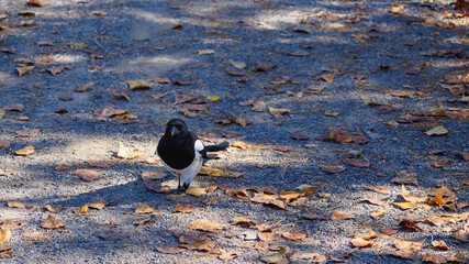 A young magpie on a path with dry autumn leaves