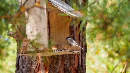 A titmouse perches on the edge of a bird feeder on a pine tree trunk among the branches.