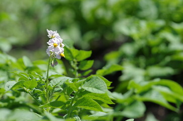 ジャガイモの花