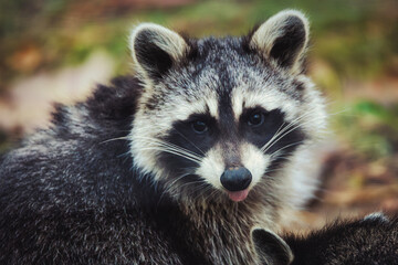 Raccoon Wild Wildlife Cute Animal 