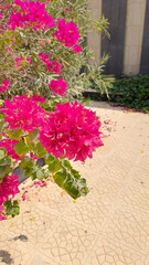 Fototapeta premium pink roses in a garden