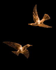 golden eagle in flight