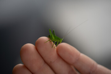 Vibrant green grasshopper perched gently on a human hand