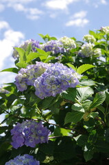アジサイと初夏の空
