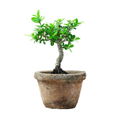 Small bonsai tree in terracotta pot
