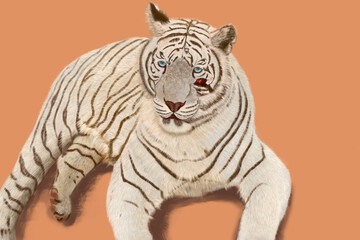 white tiger head illustration