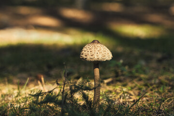 mushroom forest autumn macro nature
