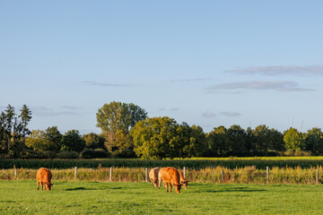 Sp&auml;tsommer im westlichen M&uuml;nsterland