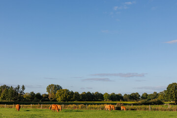 Obraz premium Spätsommer im westlichen Münsterland