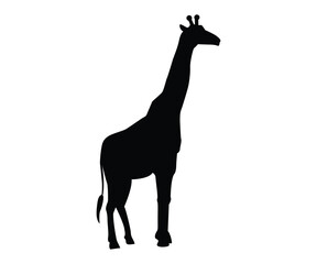 Giraffe Silhouette Wildlife Outline Vector 