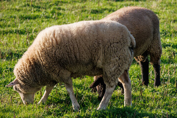 Spätsommer im westlichen Münsterland