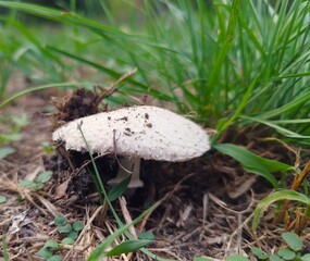 A meadow mushroom (Agaricus campestris) emerged from the withered grass in the grove, with a blurred green grassy and woody background.