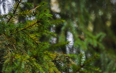 Evergreen background with copy space. Background with green spruce branches and needles. Fresh pine tree foliage in focus with soft background. Banner for nature, ecology, seasonal, tourism, outdoor