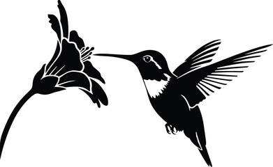 Hummingbird Silhouette with Long Beak Feeding on Flower Nectar in Nature Black and White Vector.