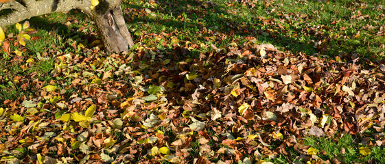 Tas de feuilles mortes au pied d'un arbre sur la pelouse en automne, format bannière