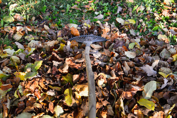 Ramasser les feuilles mortes sur la pelouse avec un râteau ou balai à feuilles en automne, vue de dessus