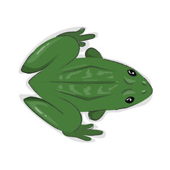 green frog top view - vector illustration