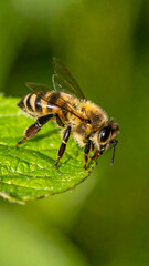 Honey Bee Perched on Green Leaf in Natural Garden Setting
