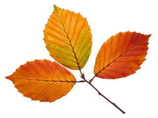 Fototapeta premium Three Autumn Leaves on a Branch Displaying Vibrant Fall Colors Isolated Against Black Background Perfect for Design Projects