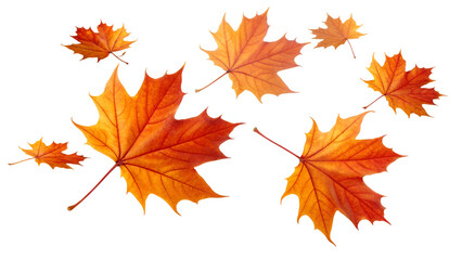 Fototapeta premium Vibrant Autumn Maple Leaves on Black Background Symbolizing Seasonal Transition and Festive Fall Holiday Themes Perfect for Thanksgiving