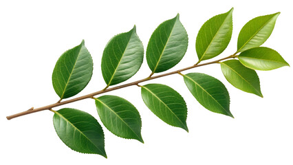 Naklejka premium Vibrant Green Camellia Branch Against a Black Background Ideal for Botanical Designs and Natural Themes perfect for spring