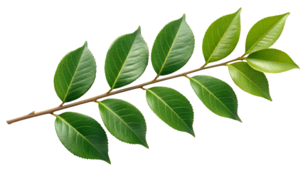 Vibrant Green Camellia Branch Against a Black Background Ideal for Botanical Designs and Natural Themes perfect for spring