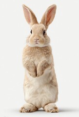 Fototapeta premium Adorable rabbit standing upright against white background studio shot