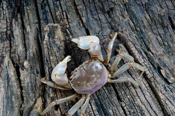 The vibrant crab is walking.